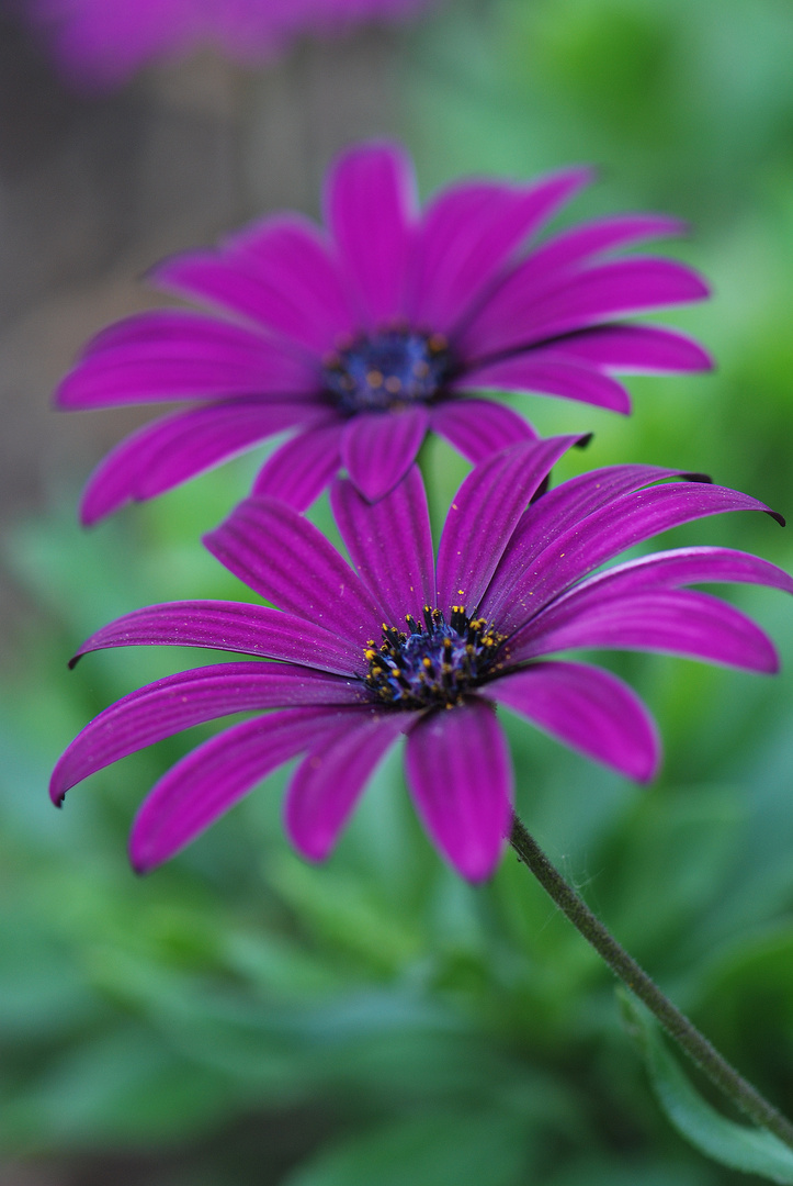 Pericllis Hybride ,, Senetti " , auch Teneriffa Stern oder Läuseblume