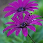 Pericllis Hybride ,, Senetti " , auch Teneriffa Stern oder Läuseblume