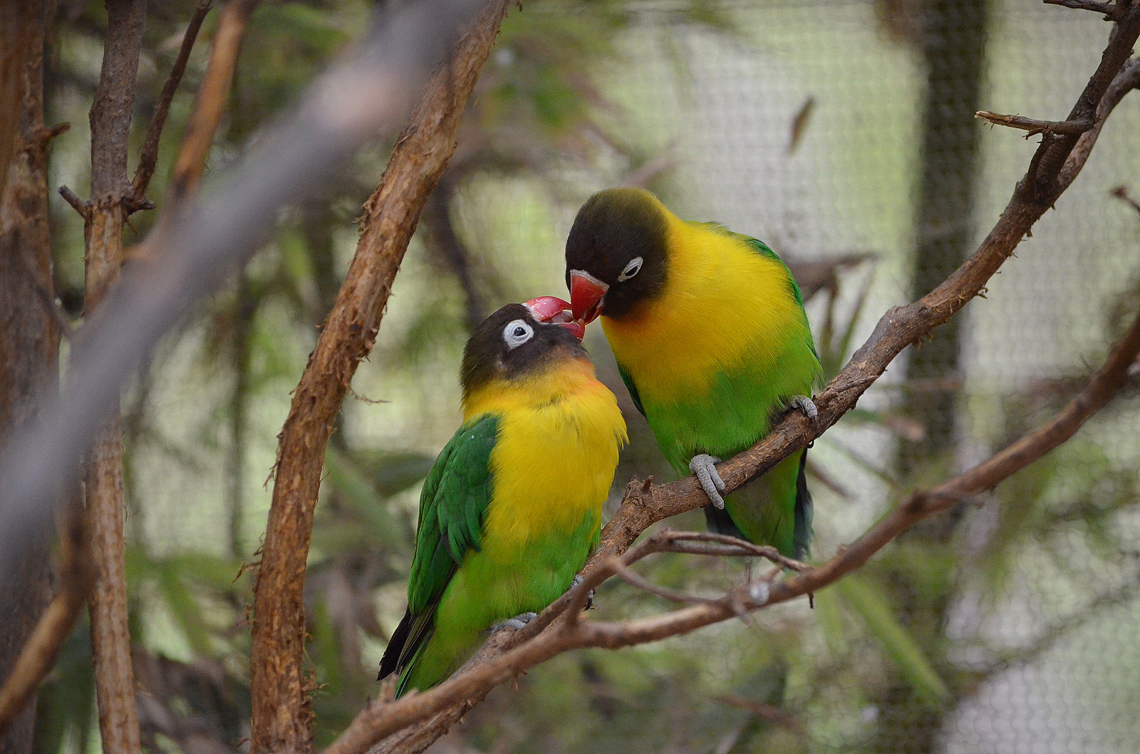 pericos agaporni