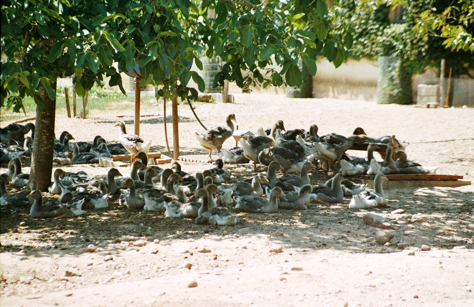 Périgord: Foie gras – Gänsezucht für eine Delikatesse