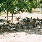 Périgord: Foie gras – Gänsezucht für eine Delikatesse