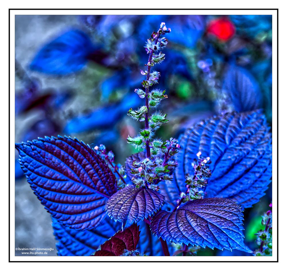 Perilla Foto & Bild naturmakros, naturkreativ, aufnahmetechniken