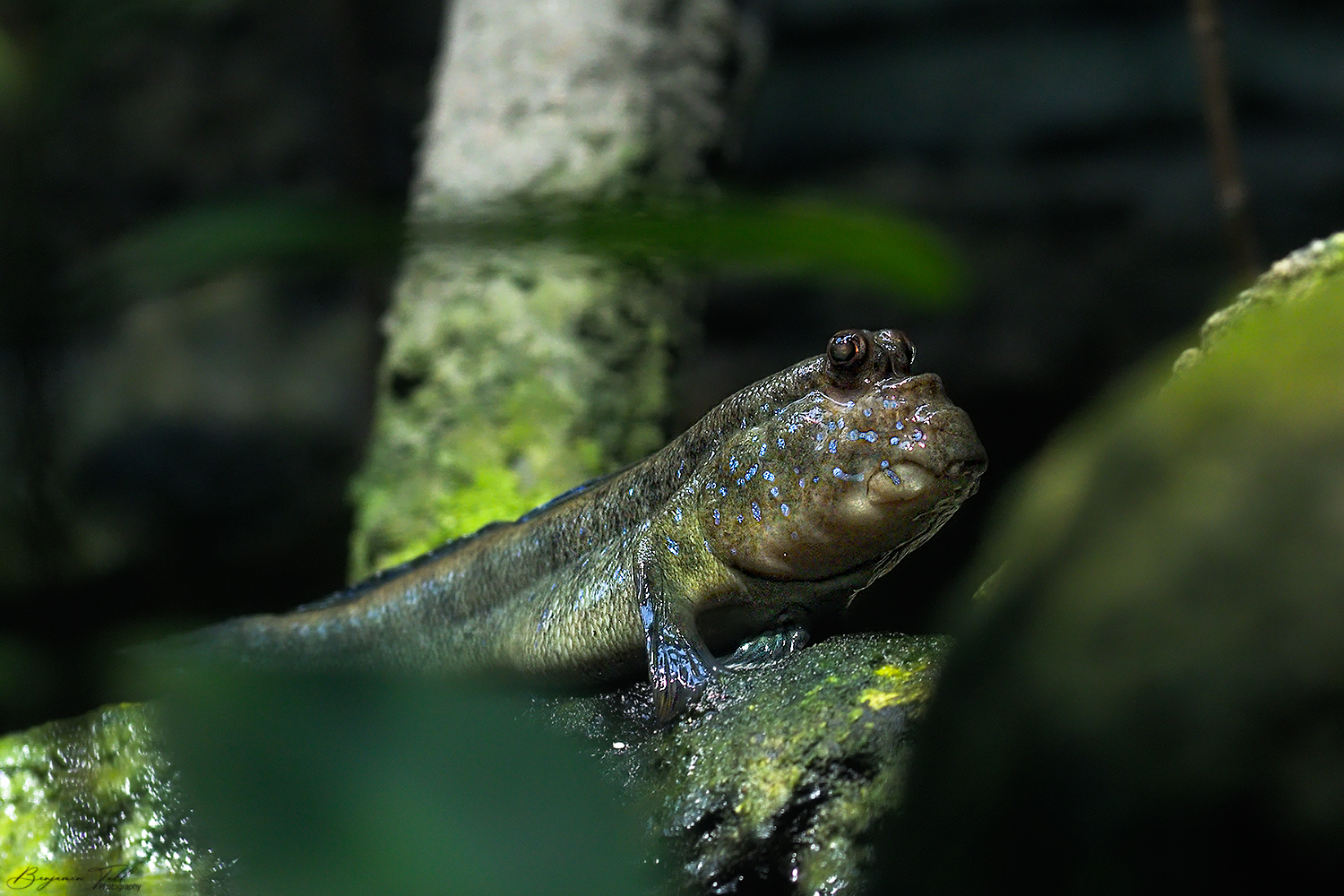 Periophthalmus barbarus