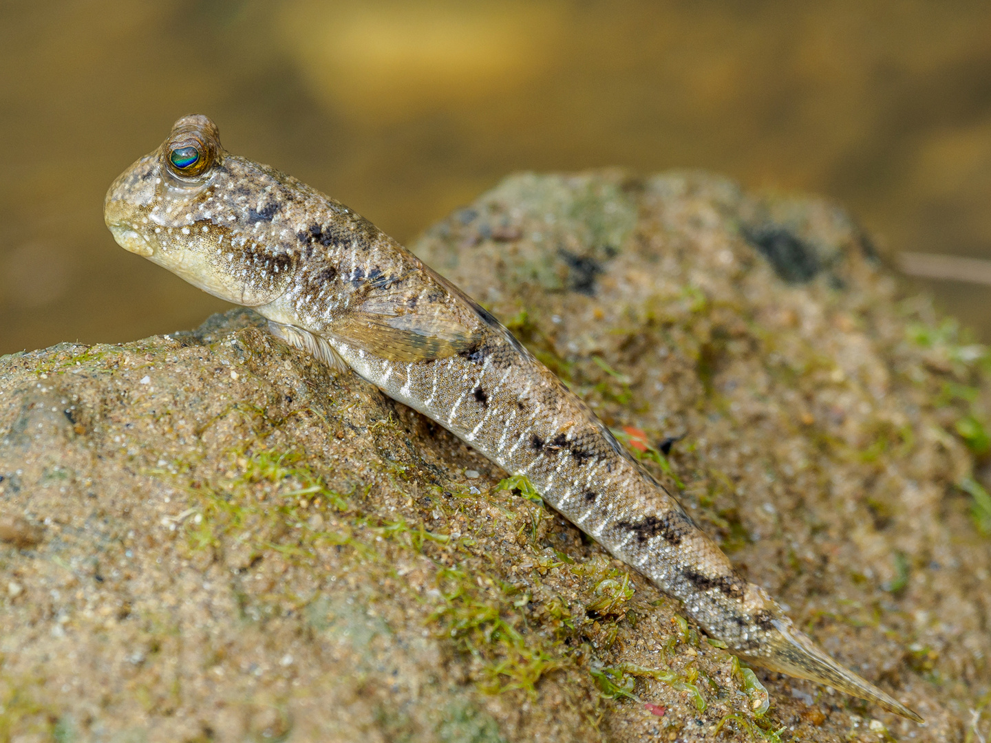 Periophthalmus spec. Foto & Bild asia, thailand, tiere Bilder auf