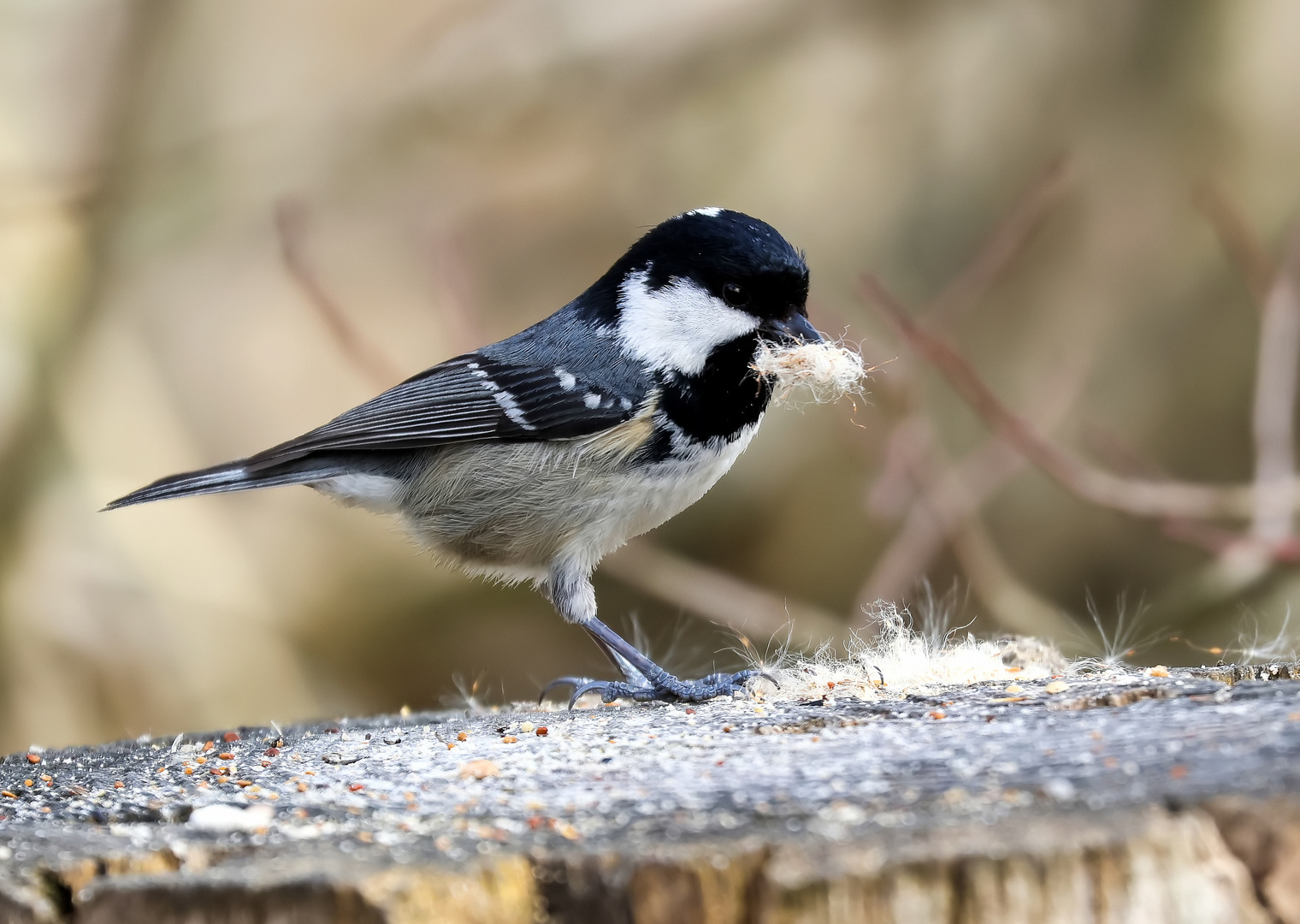  Periparus ater 