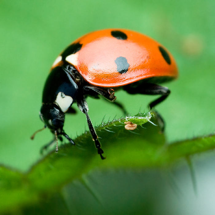 Périple d'une coccinelle