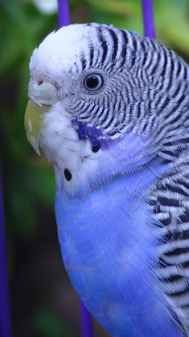 Periquita australiana