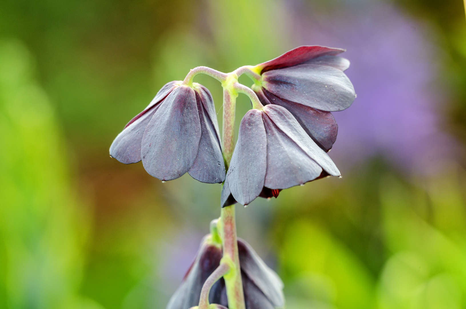 Perische Kaiserkrone (Fritillaria persica)