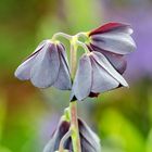 Perische Kaiserkrone (Fritillaria persica)