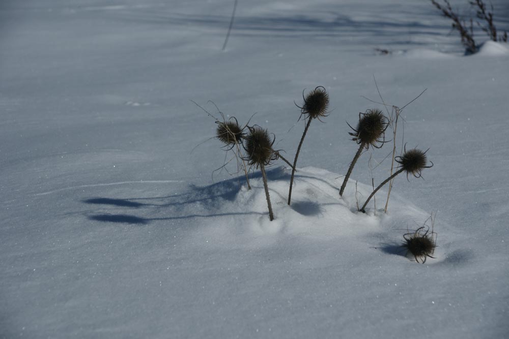 périscopes hivernaux ??