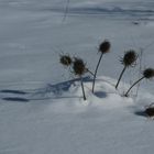 périscopes hivernaux ??