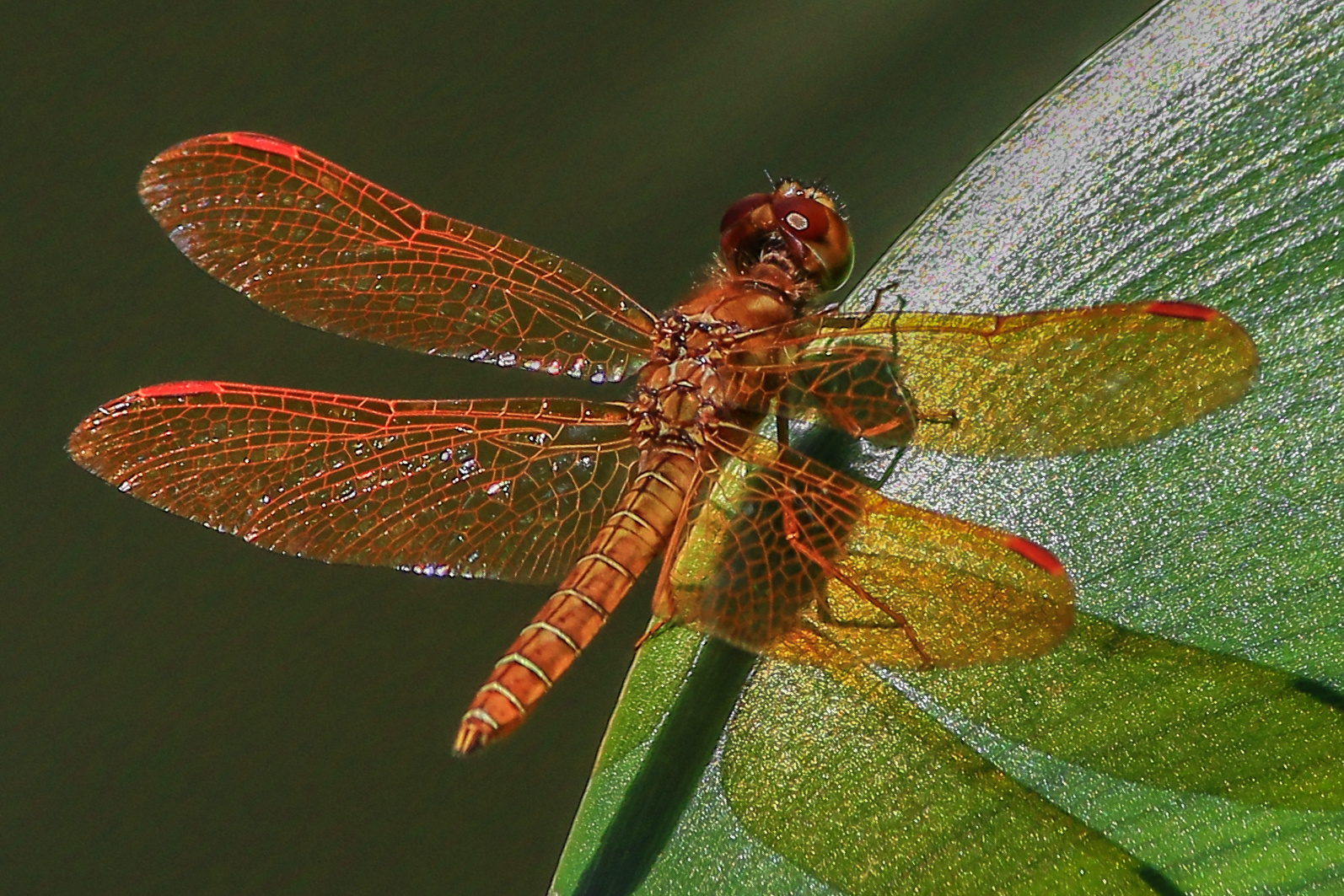 Perithemis mooma, male