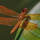 Perithemis mooma, male