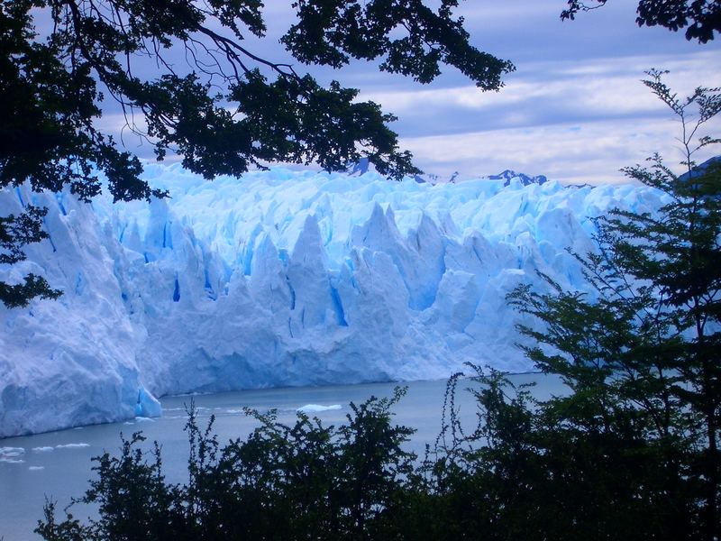 Perito moreno durchs Geäst