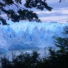 Perito moreno durchs Geäst