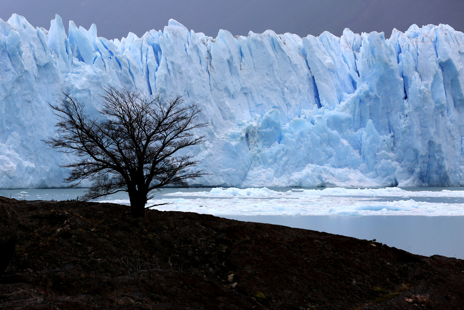 Perito Moreno mit Baum