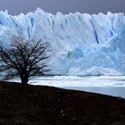 Perito Moreno mit Baum