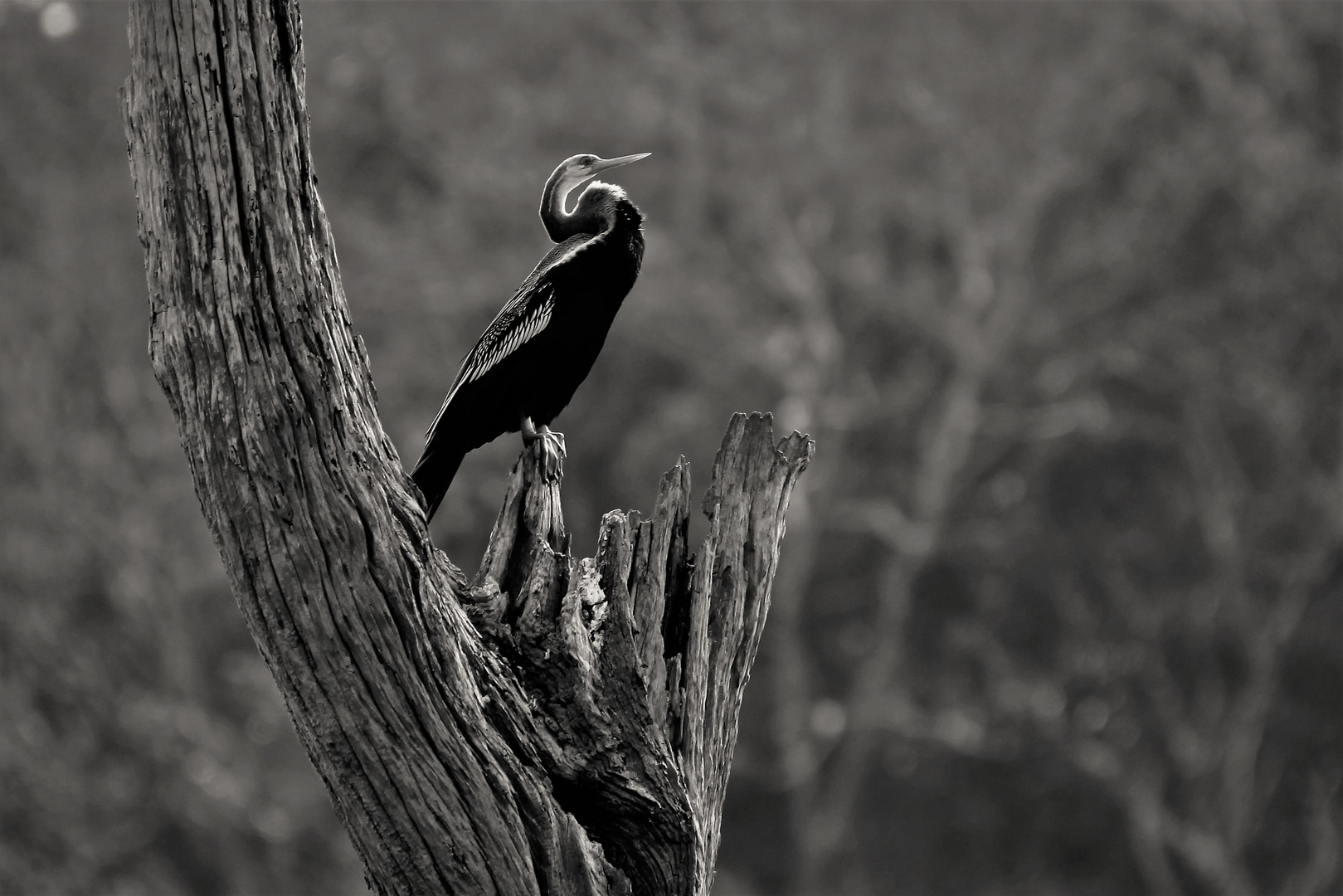 Periyar Tiger reserve 3