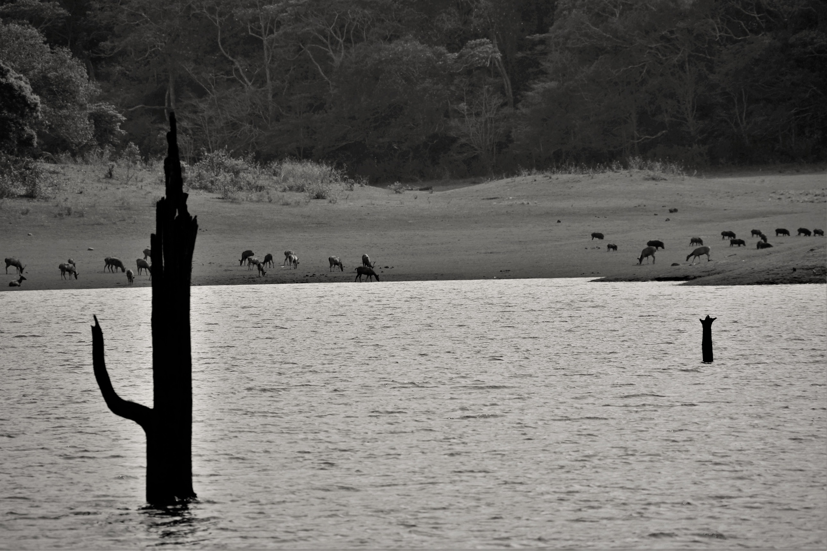 Periyar Tiger reserve 4