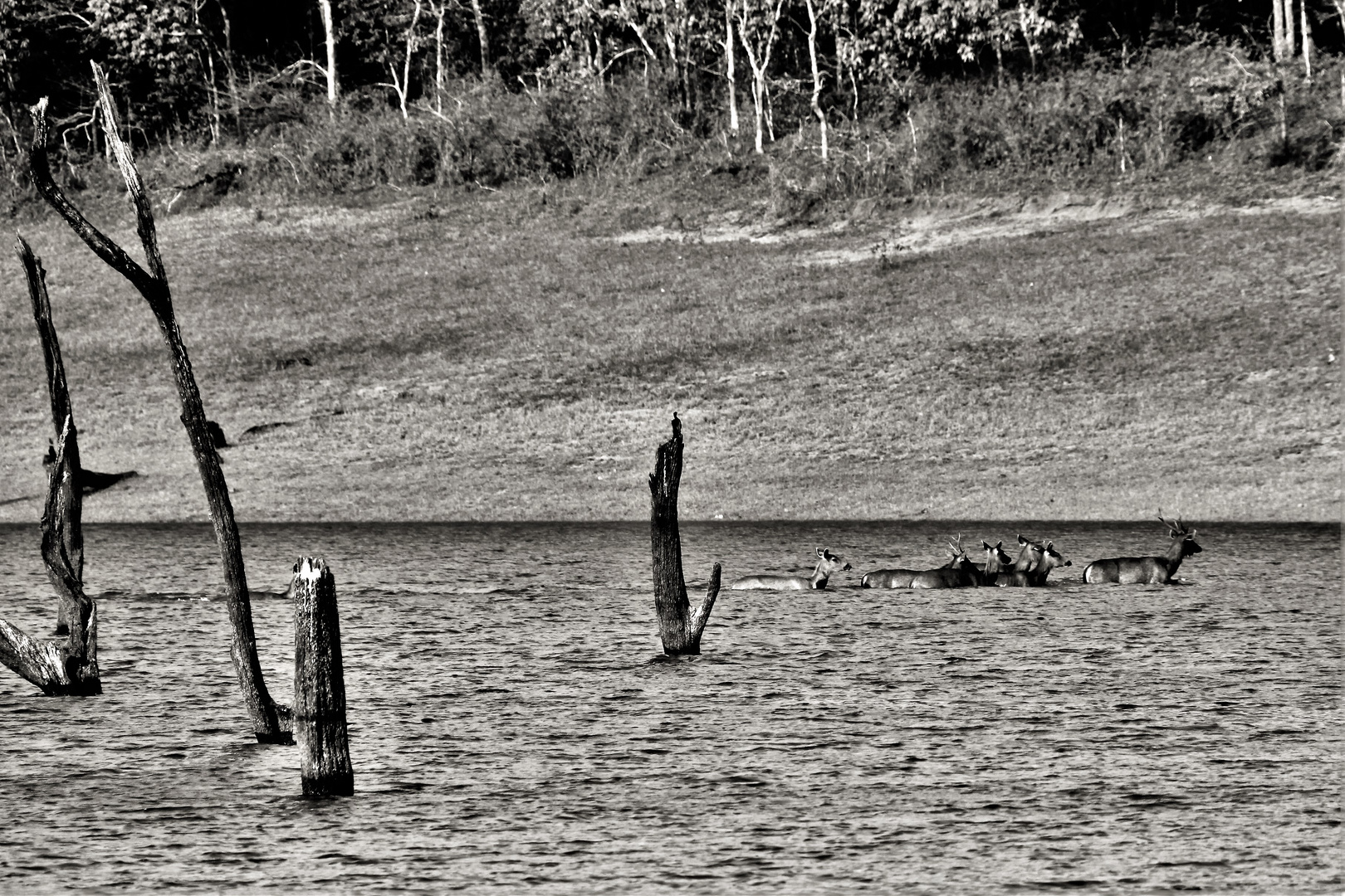 Periyar Tiger reserve 6