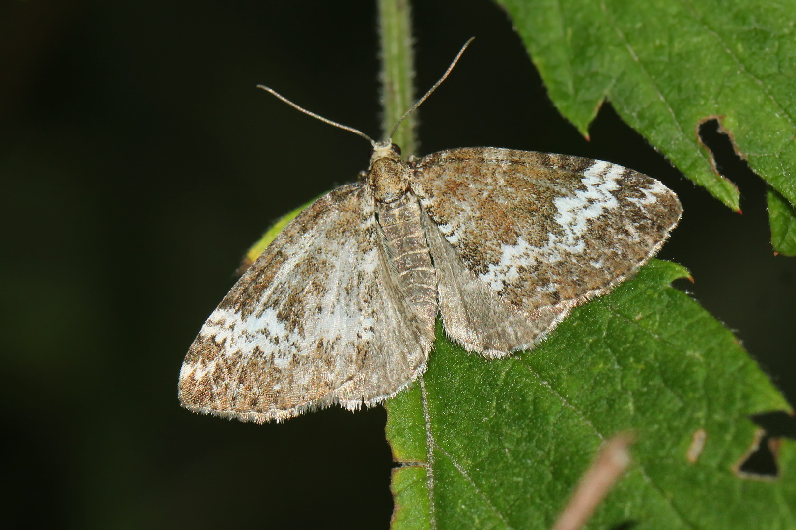 Perizoma alchemillata