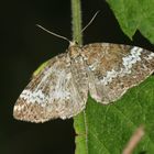 Perizoma alchemillata