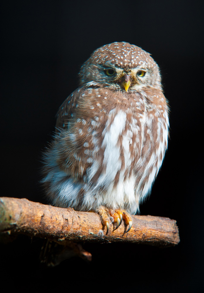 Perl-Sperlingskauz (Glaucidium perlatum)