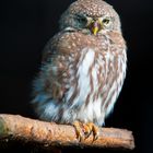 Perl-Sperlingskauz (Glaucidium perlatum)