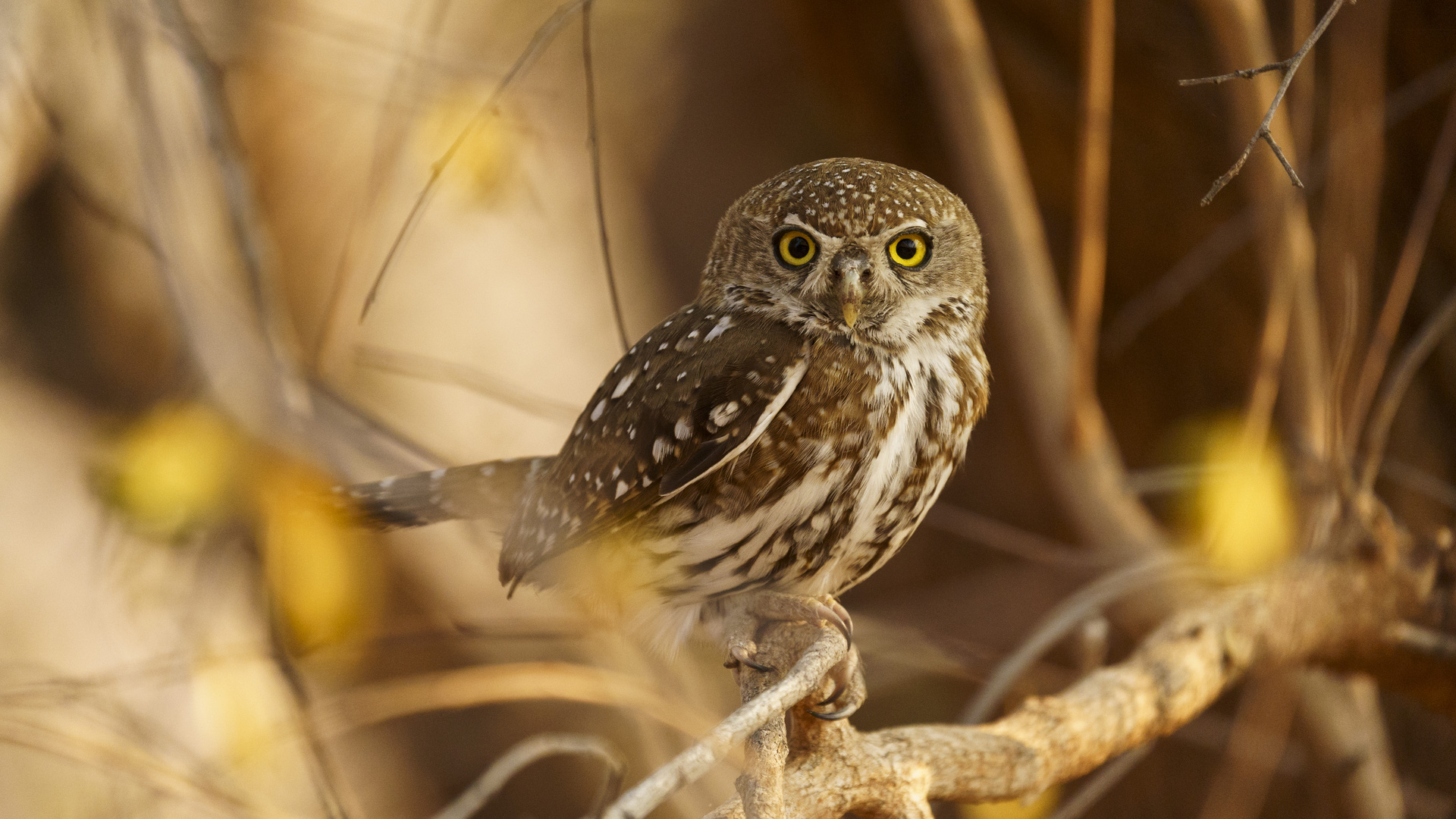 Perl-Sperlingskauz (Glaucidium perlatum), Matusadona NP, 23.09.2019