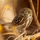 Perl-Sperlingskauz (Glaucidium perlatum), Matusadona NP, 23.09.2019