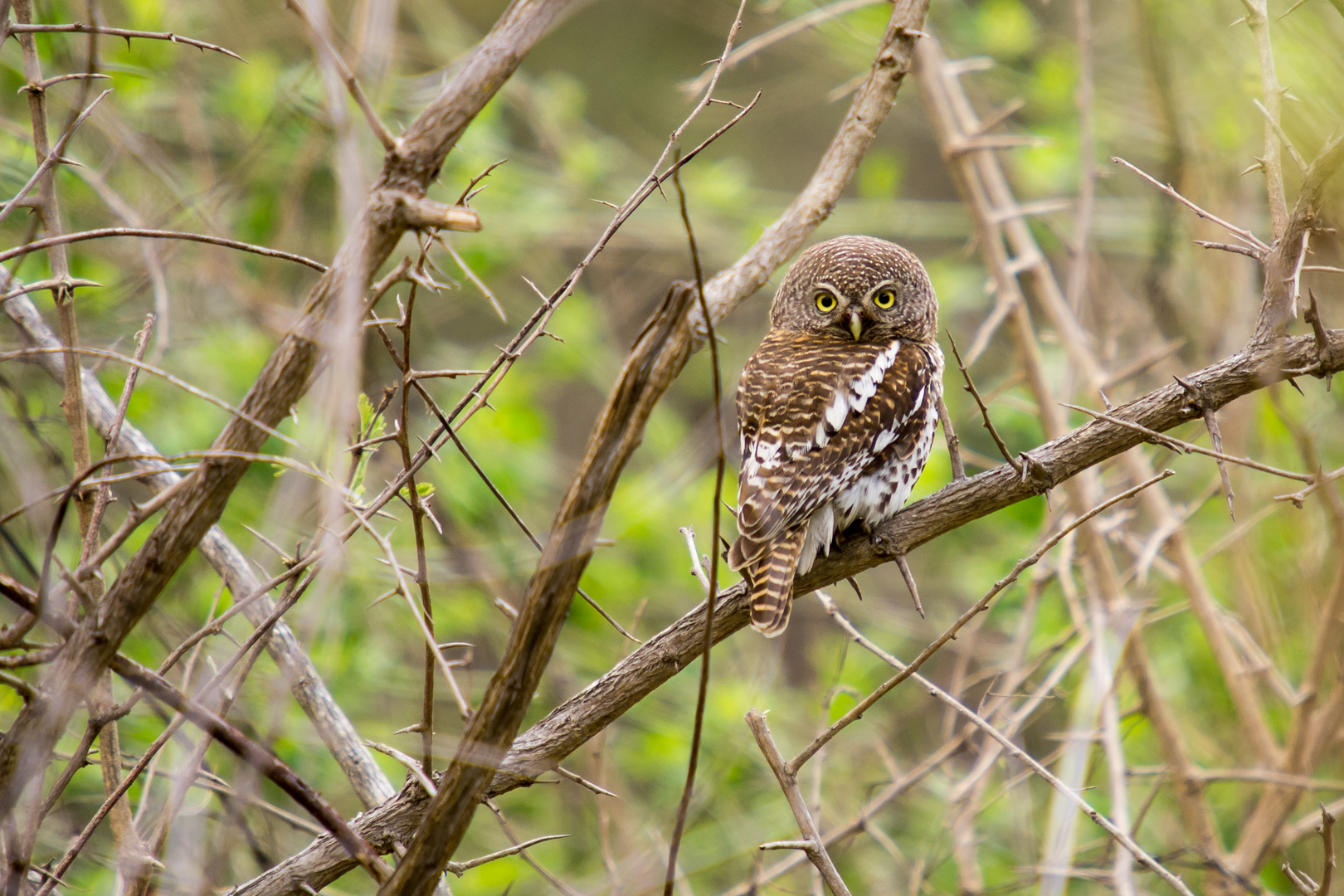 Perl-Sperlingskauz - Pearl-spotted owlet (Glaucidium perlatum)