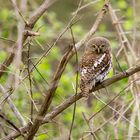 Perl-Sperlingskauz - Pearl-spotted owlet (Glaucidium perlatum)