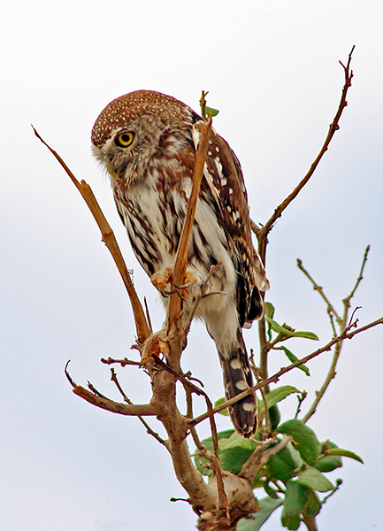 Perl-Sperlingskauz (Pearlspotted Owl)