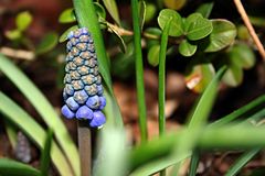 Perl- Traubenhyazinthe (Muscari)