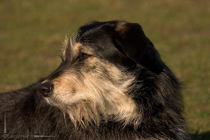 Perla unser Nimmersatt