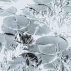 Perlacher Forst #1 - Blüte einer Weißen Seerose - Fälschung