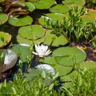 Perlacher Forst #1 - Blüte einer Weißen Seerose