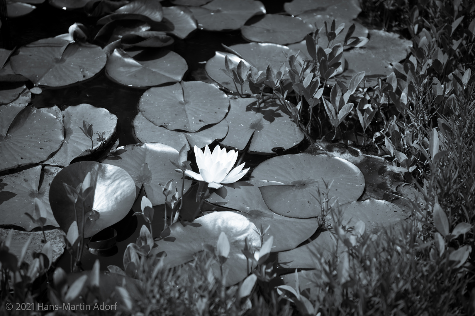 Perlacher Forst #1 - Blüte einer Weißen Seerose - S/W