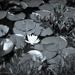 Perlacher Forst #1 - Blüte einer Weißen Seerose - S/W