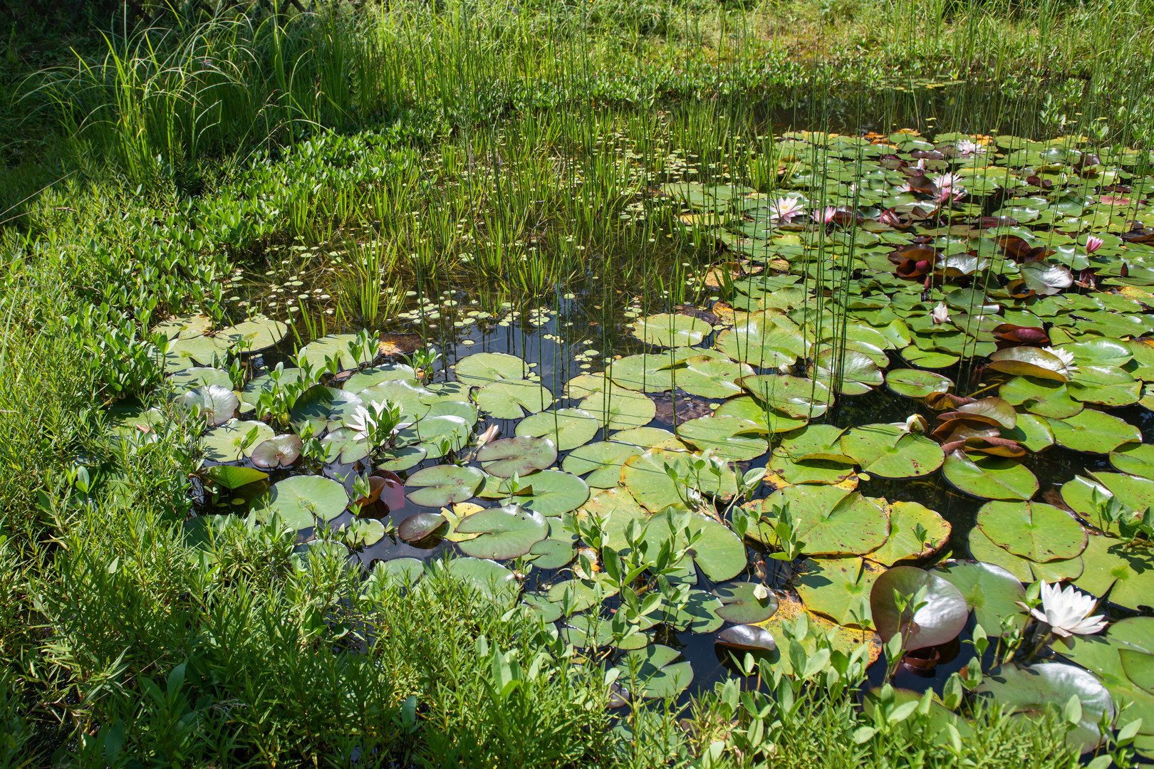 Perlacher Forst #1 - Seerosenteich Harlaching