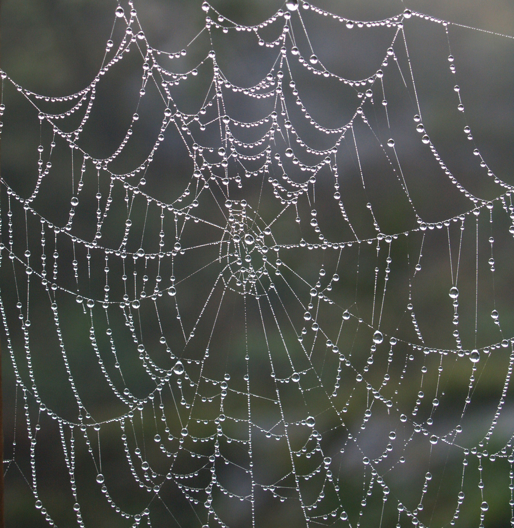 Perlas de araña