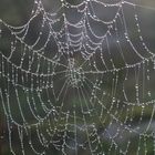 Perlas de araña