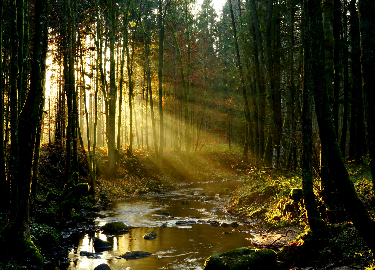 Perlbach bei Steinburg