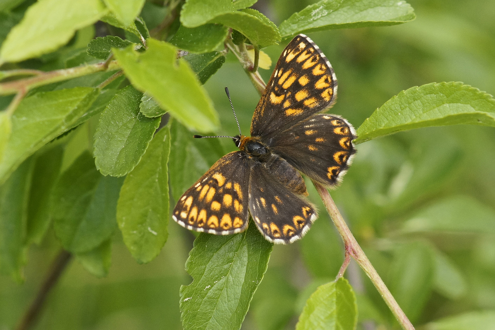 Perlbinde (Hamearis lucina)