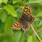 Perlbinde (Hamearis lucina)