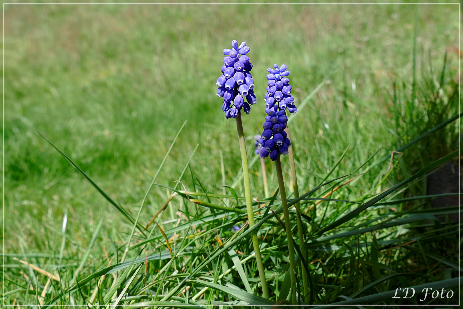 Perlblümchen 1