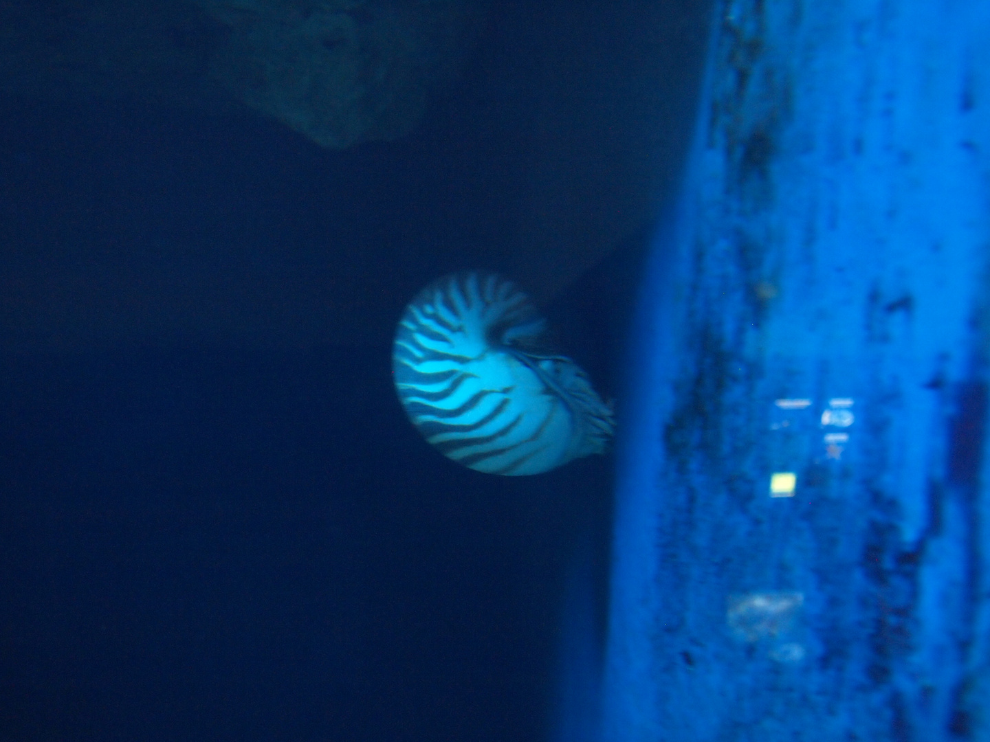 Perlboot | Nautilus pompilius