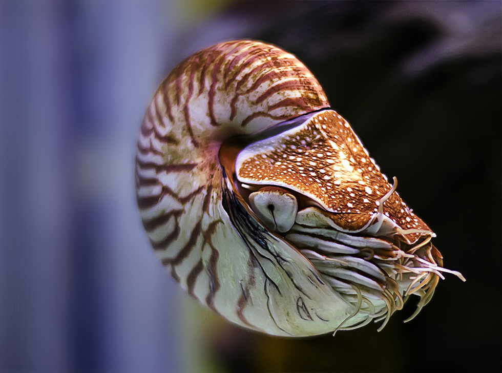 Perlboot oder Nautilus reload