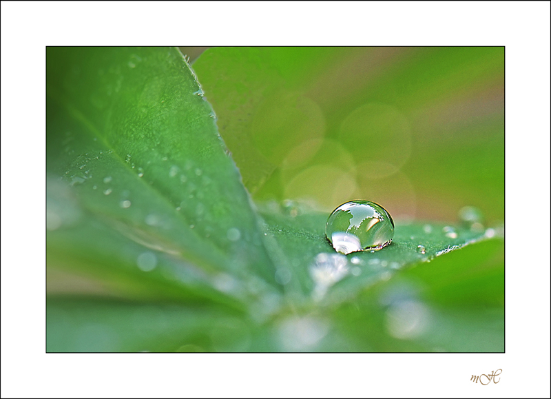 Perle de pluie.