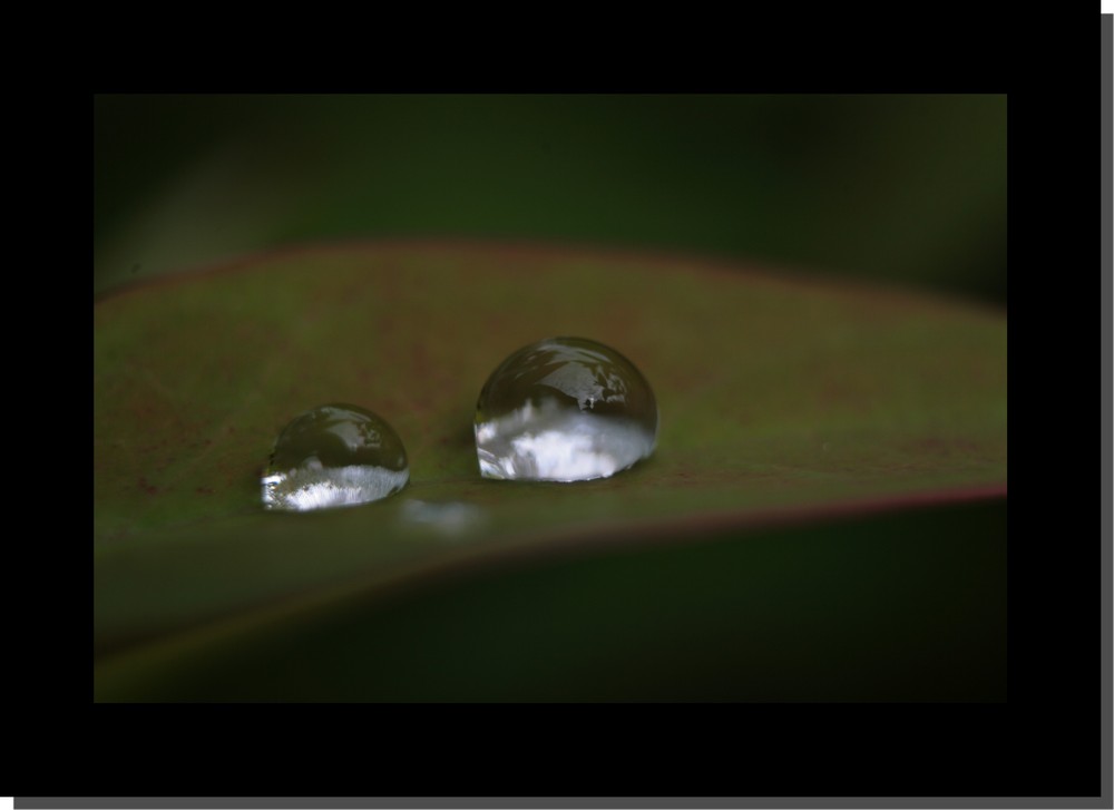 Perle de pluie